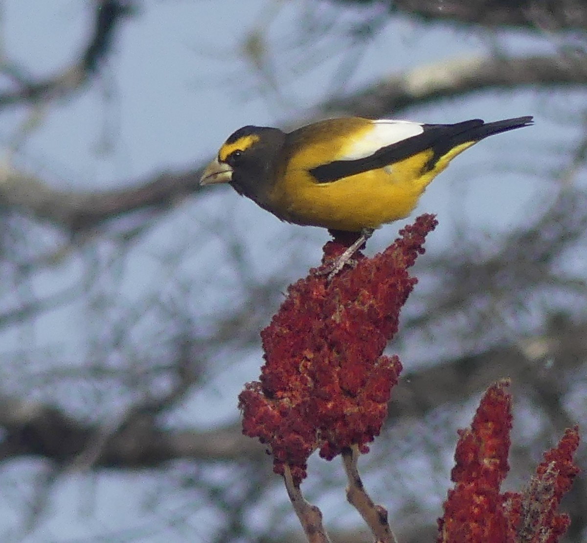 Gros-bec errant - ML646860082