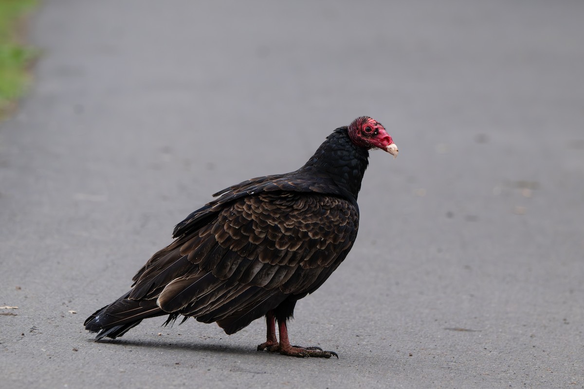 Turkey Vulture - ML646860083
