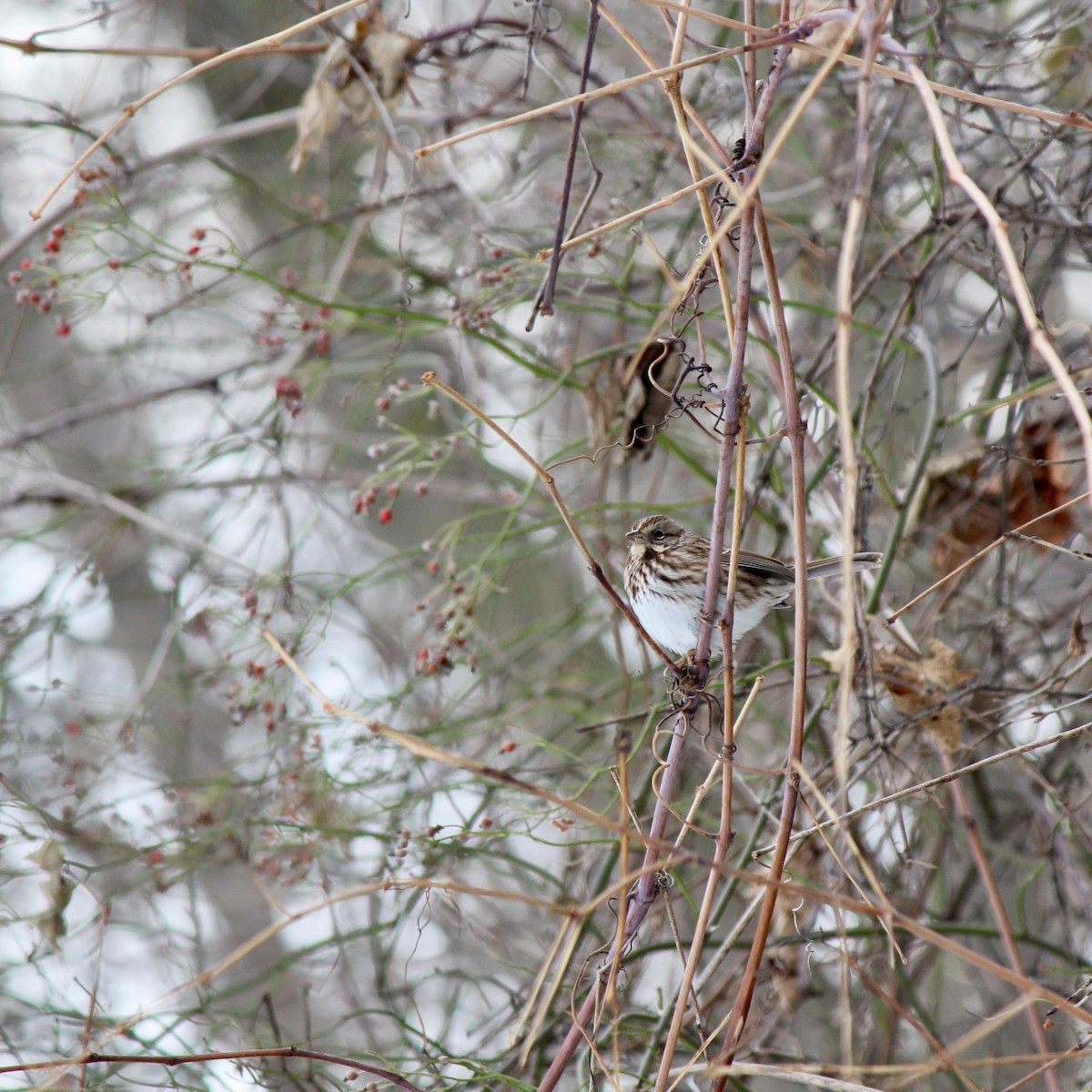 Singammer - ML646860085