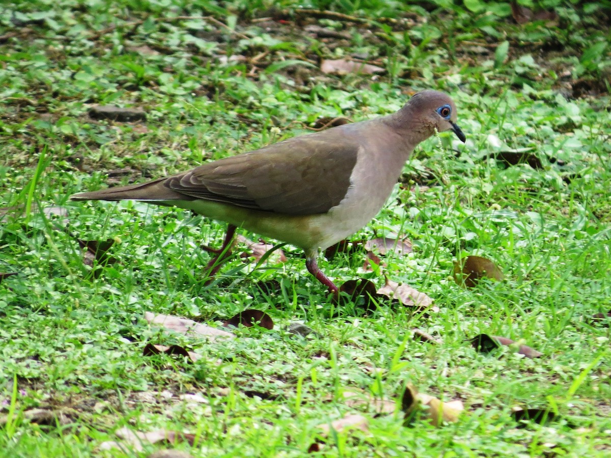 White-tipped Dove - ML646860086