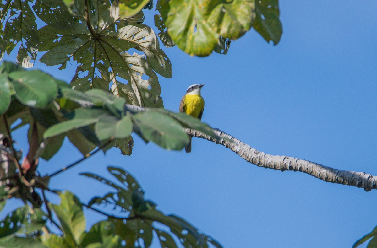 Boat-billed Flycatcher - ML646860089