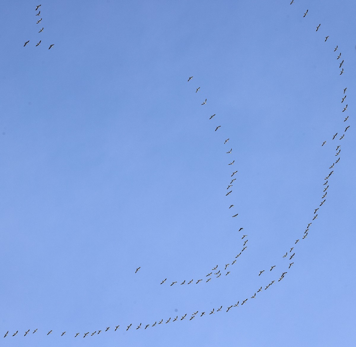 Elur-antzara - ML646860093