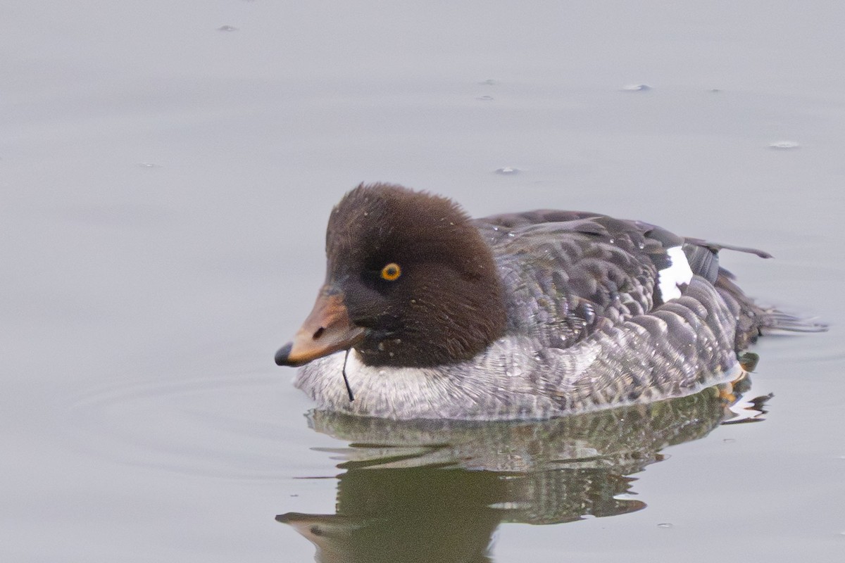 Barrow's Goldeneye - ML646860095