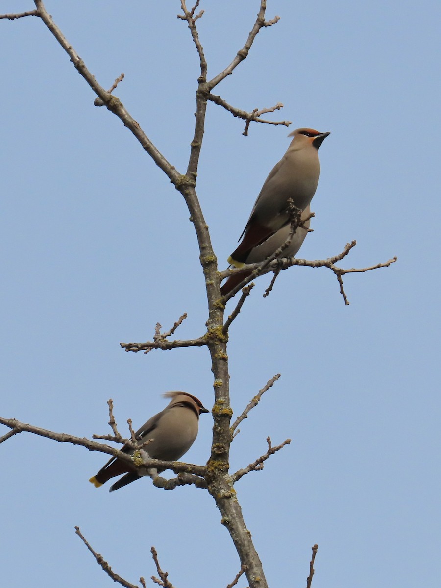 Ampelis Europeo - ML646860096