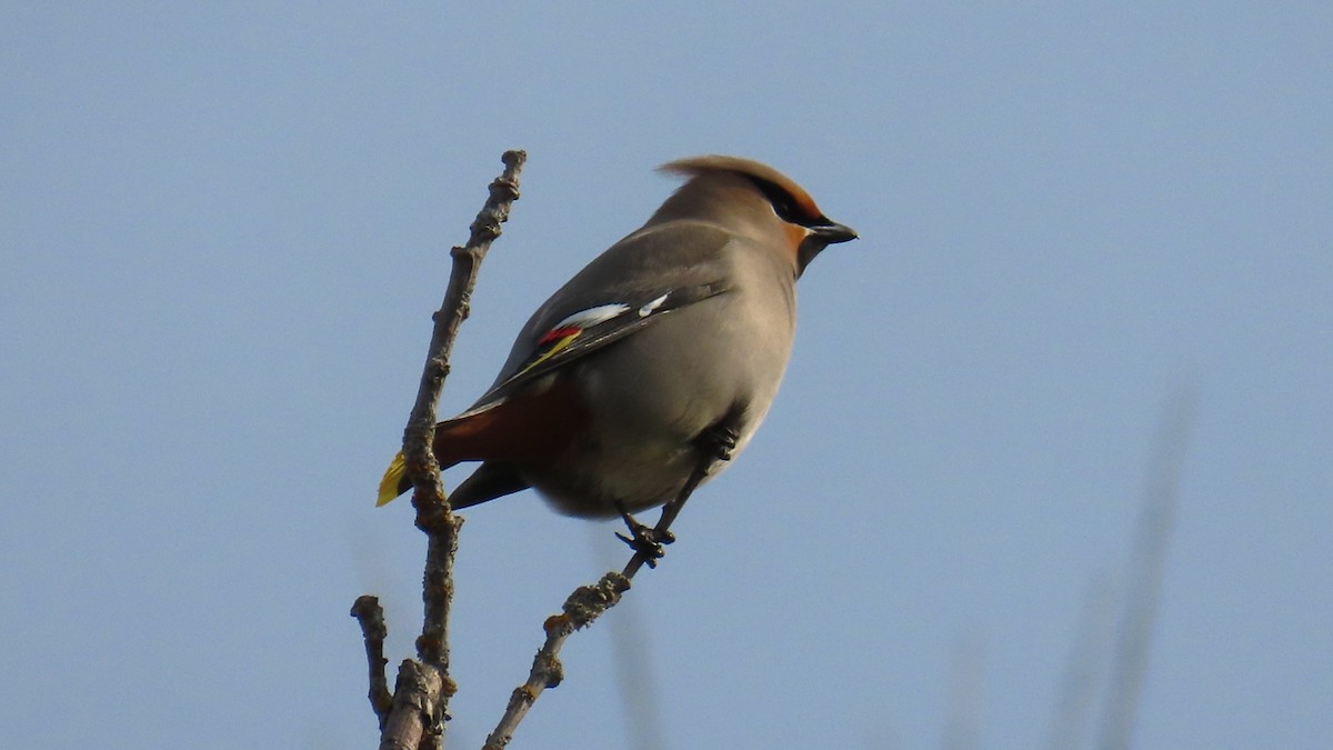 Ampelis Europeo - ML646860097