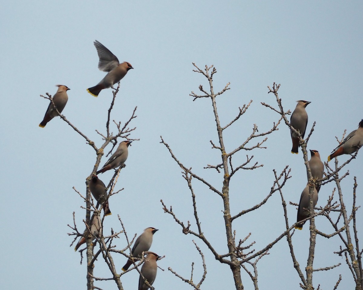 Ampelis Europeo - ML646860098