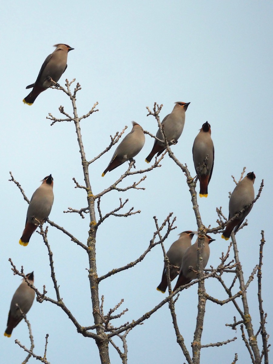 Ampelis Europeo - ML646860099