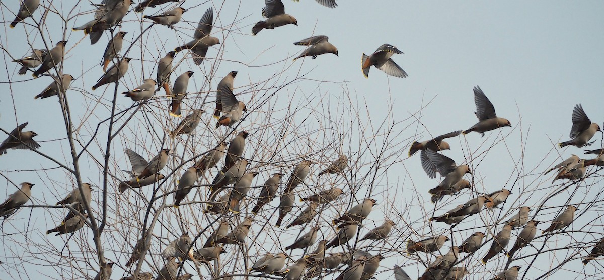 Ampelis Europeo - ML646860101