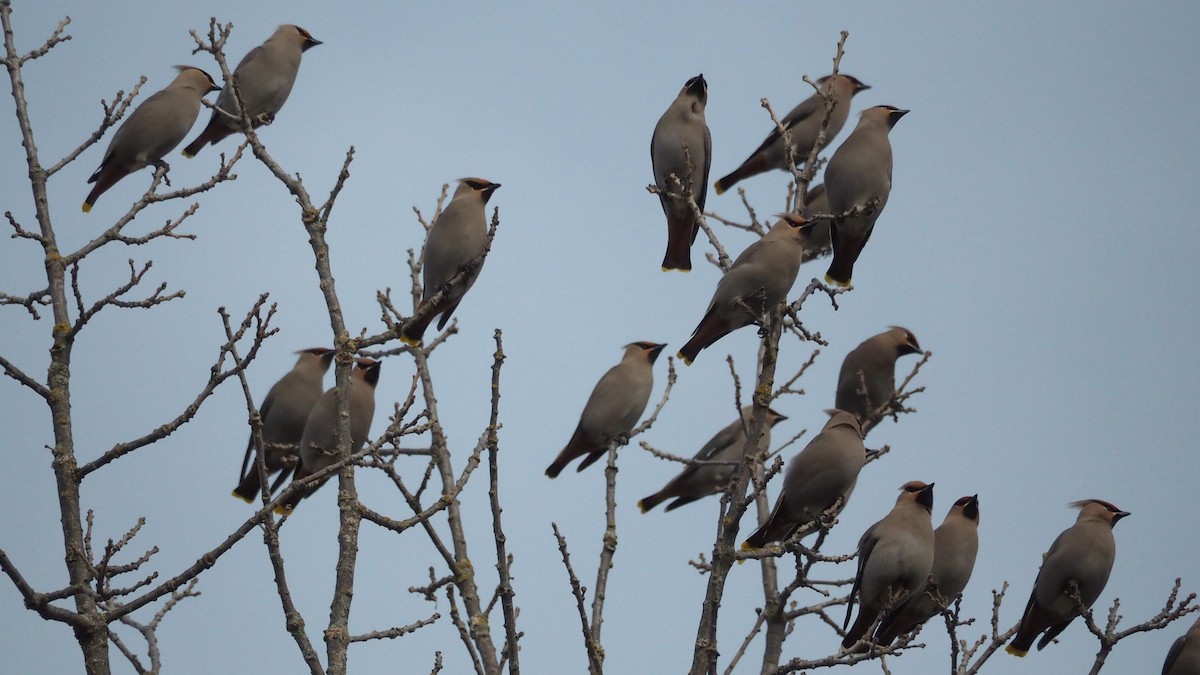 Ampelis Europeo - ML646860102