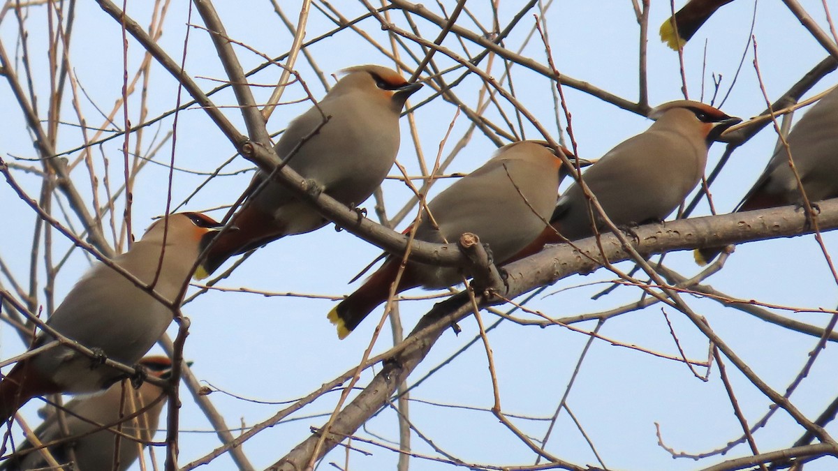 Ampelis Europeo - ML646860103