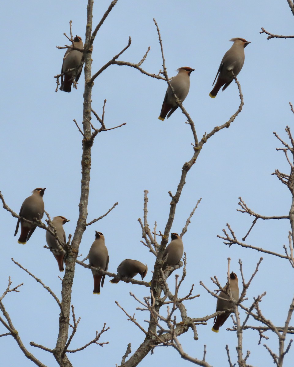 Ampelis Europeo - ML646860104