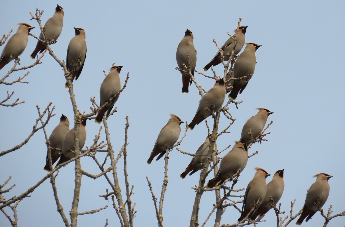 Ampelis Europeo - ML646860105