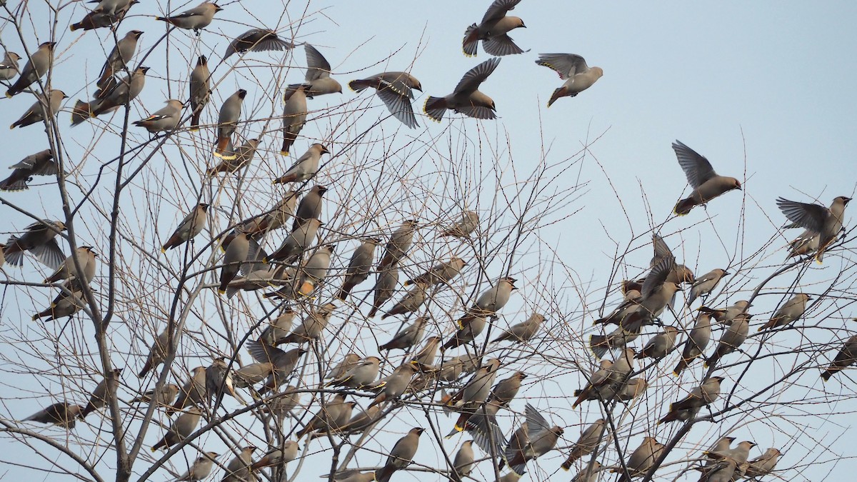 Ampelis Europeo - ML646860106