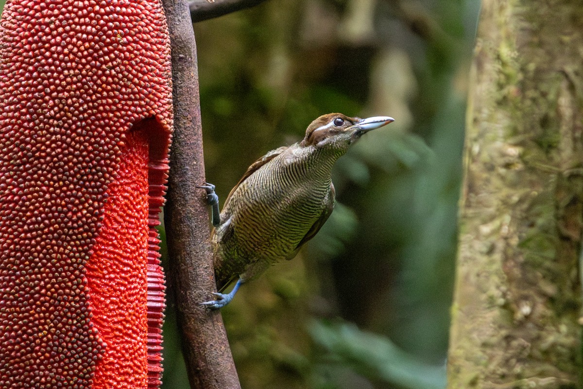 Magnificent Bird-of-Paradise - ML646860107