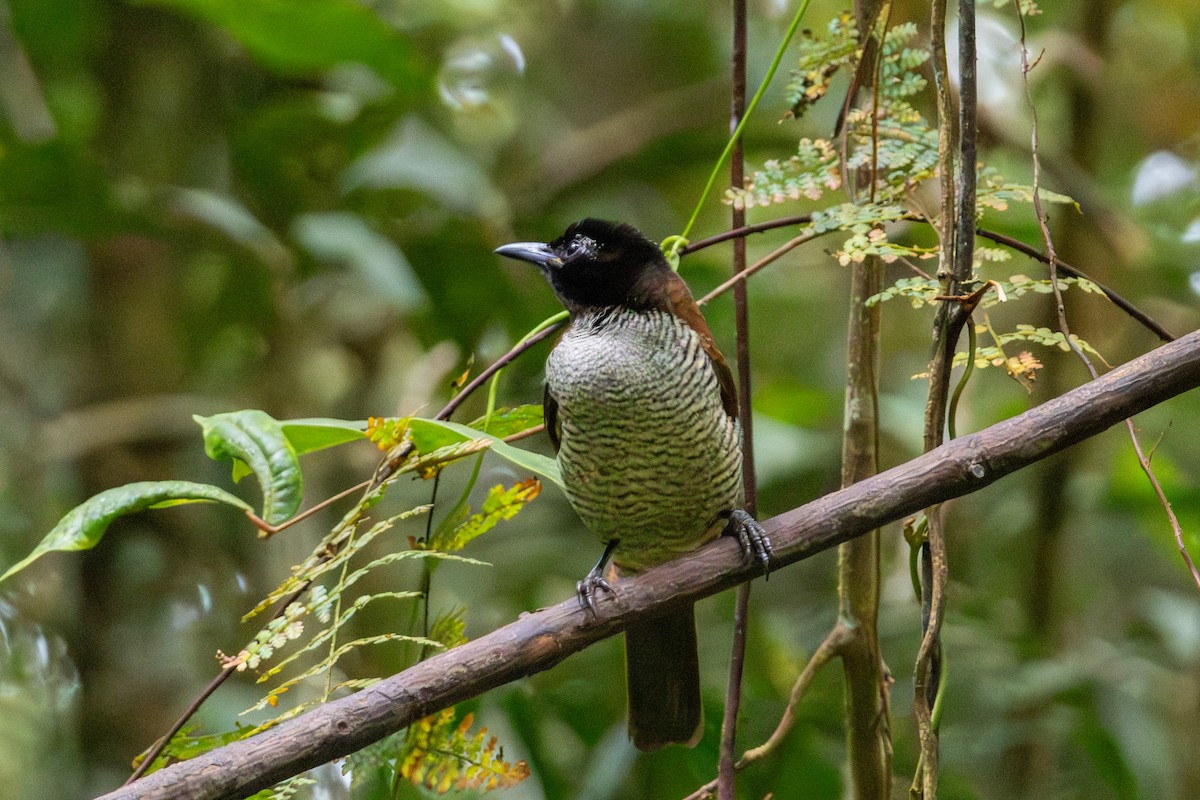 Vogelkop Lophorina - ML646860114