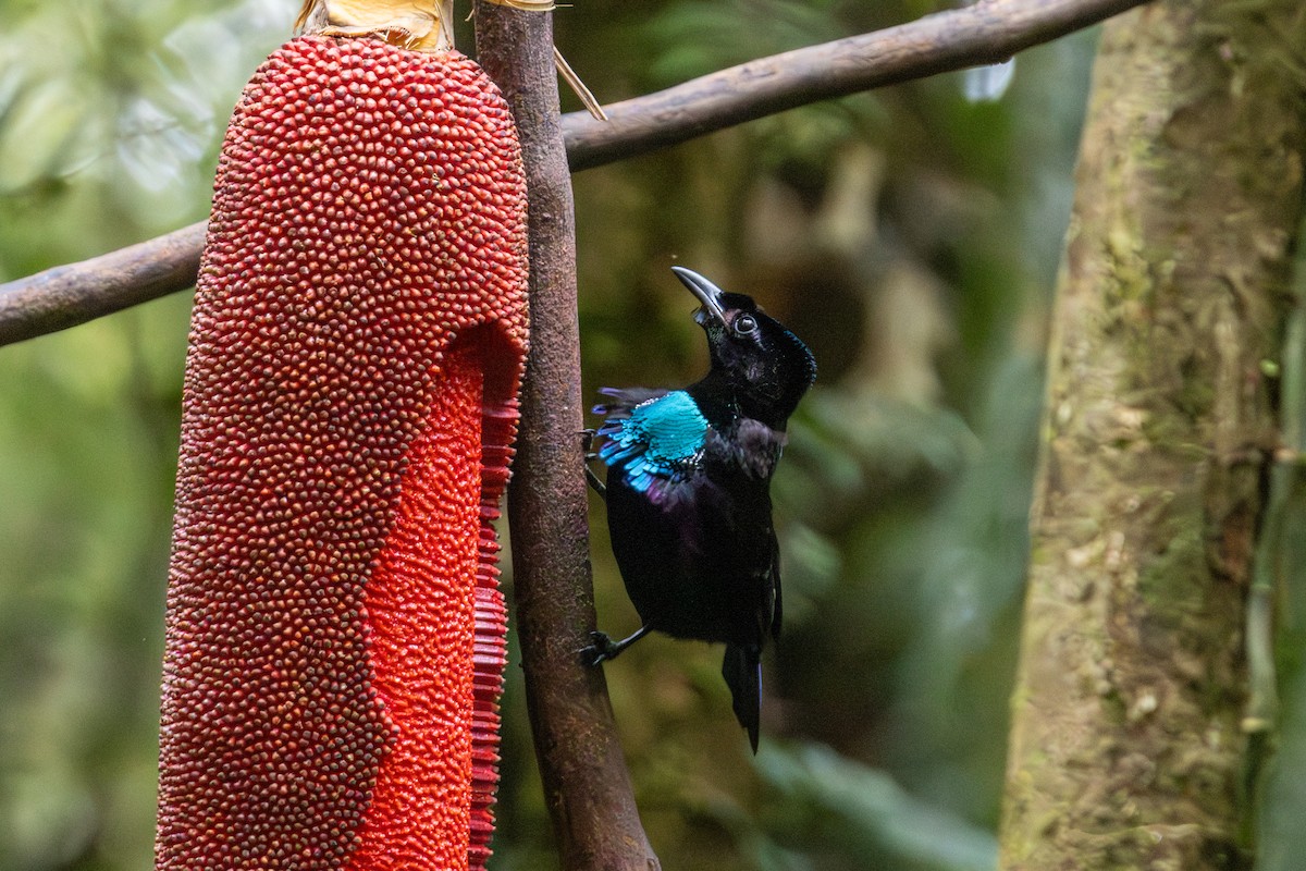 Vogelkop Lophorina - ML646860115