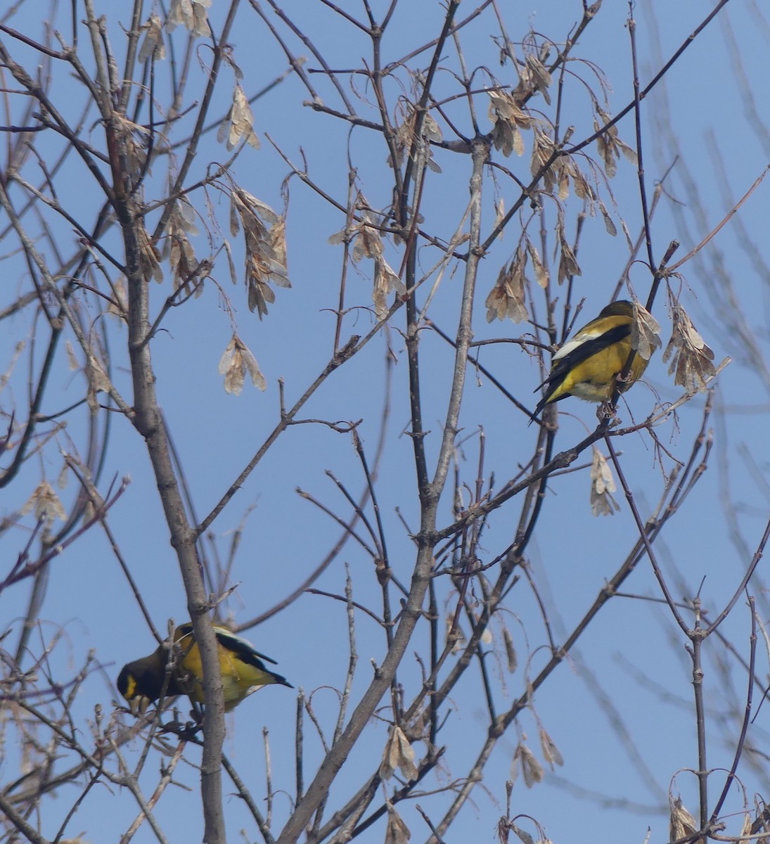 Gros-bec errant - ML646860116