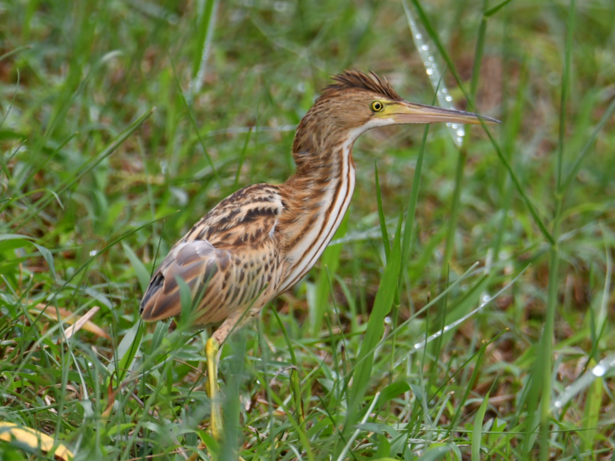 Yellow Bittern - ML646860117