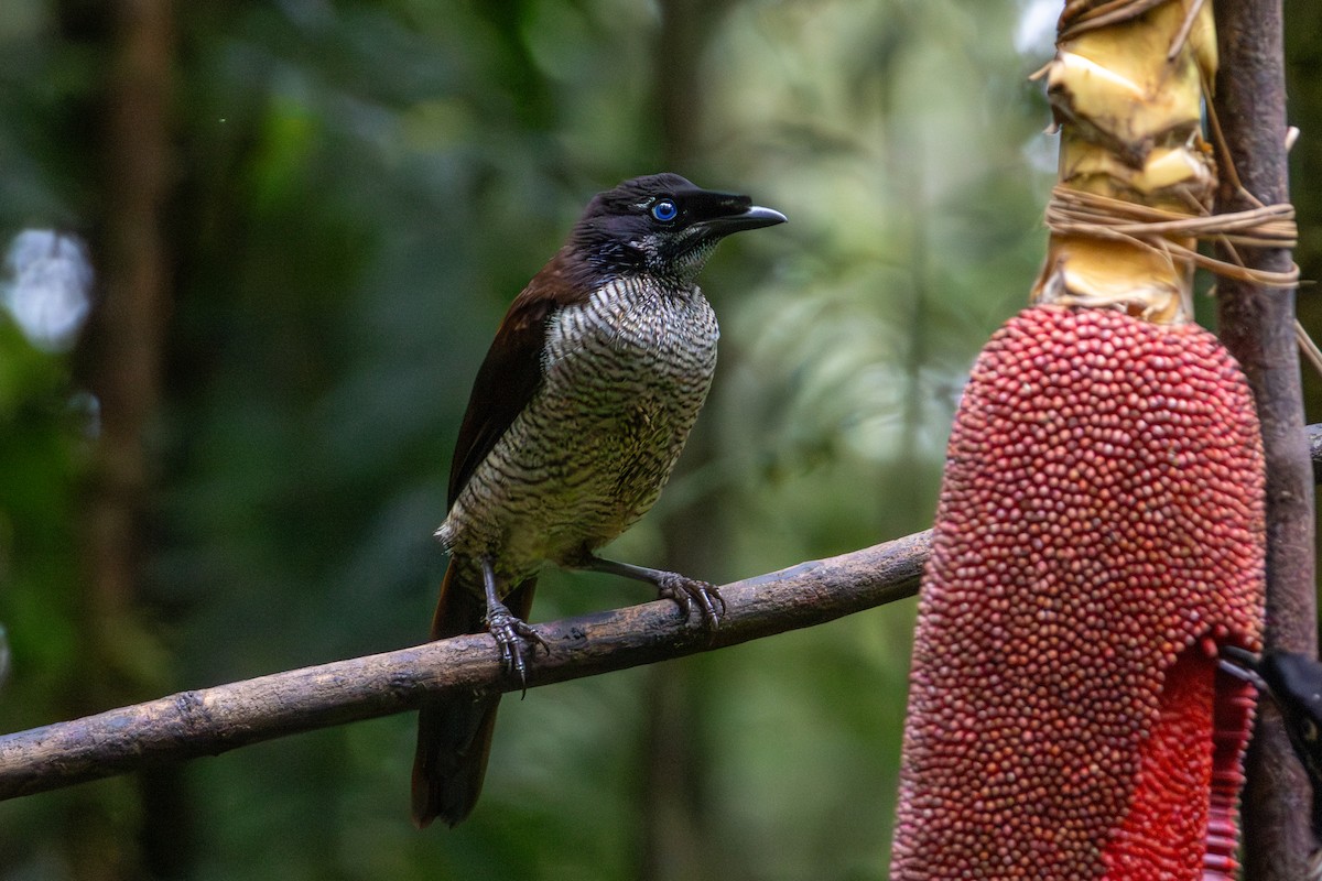 Western Parotia - ML646860120
