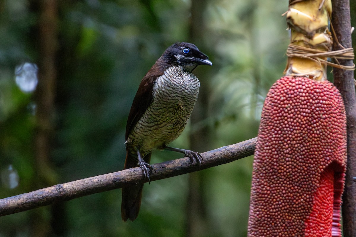 Western Parotia - ML646860121