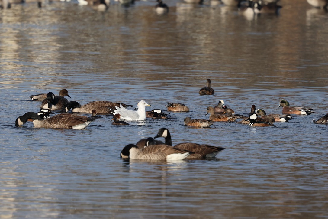 Ring-billed Gull - ML646860122