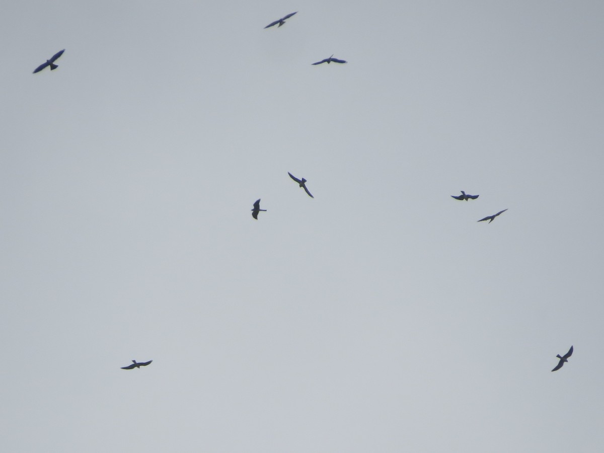 Mississippi Kite - ML646860123