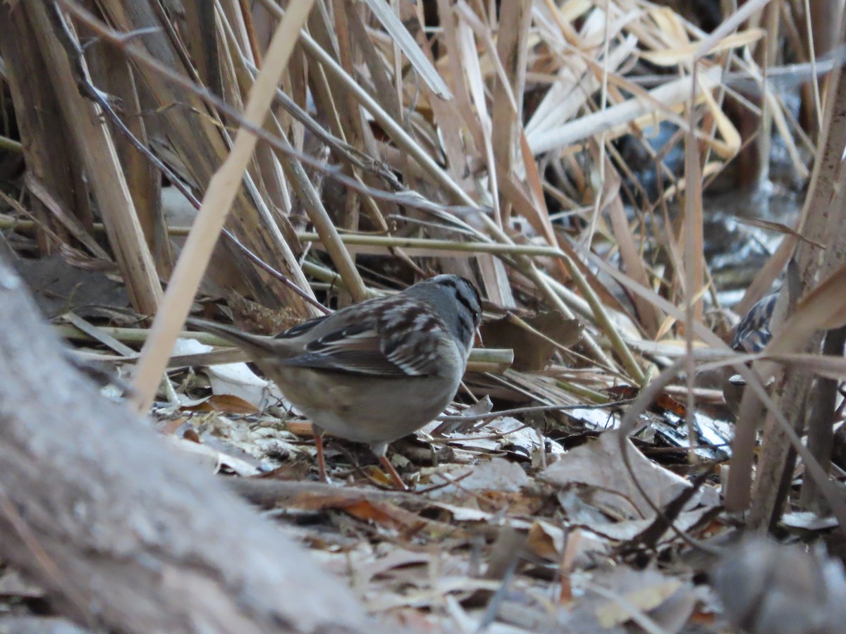 Dachsammer - ML646860124