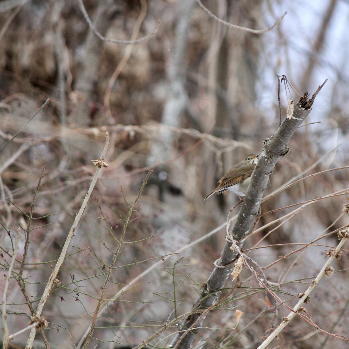 Einsiedler-Musendrossel - ML646860125