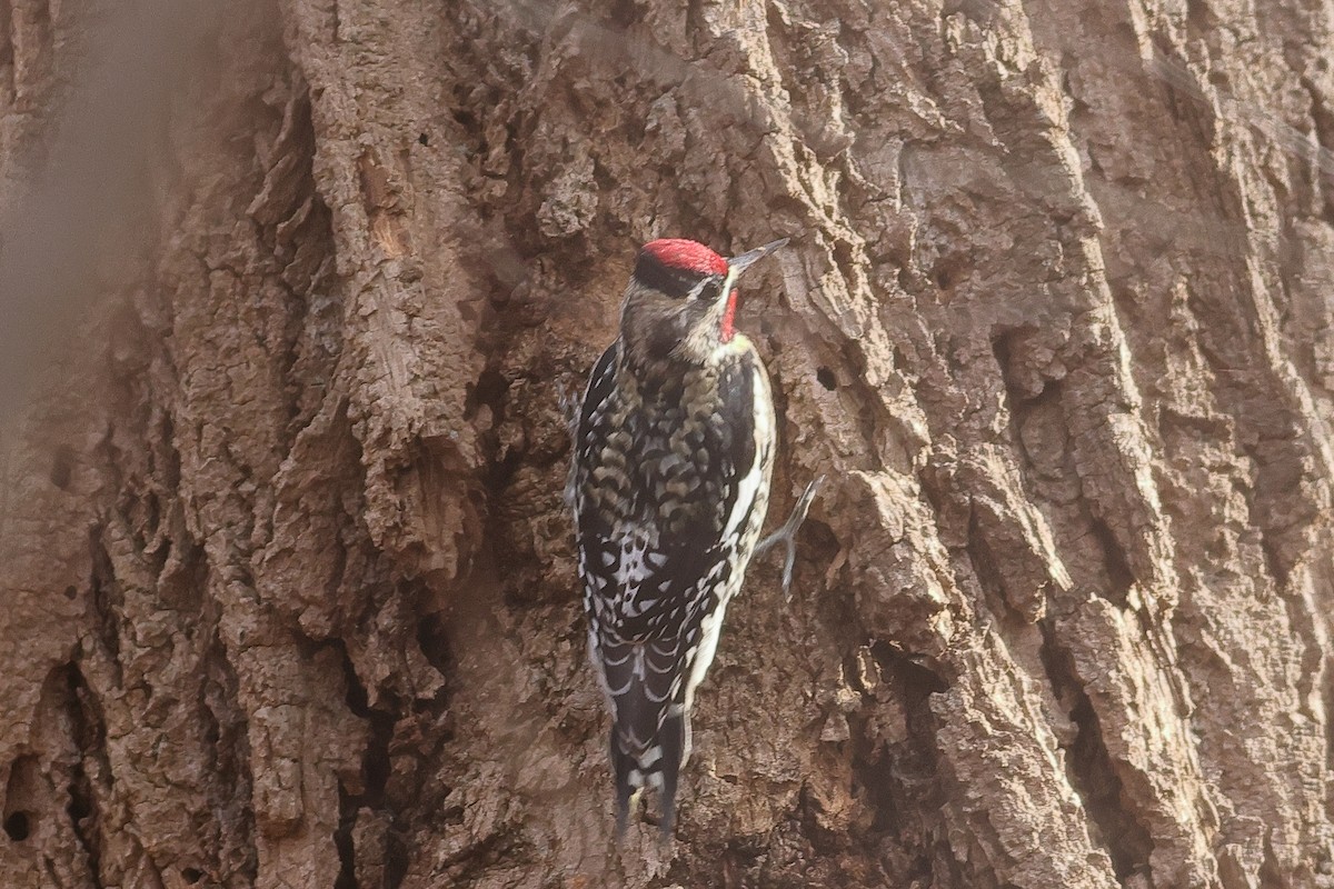 Yellow-bellied Sapsucker - ML646860126