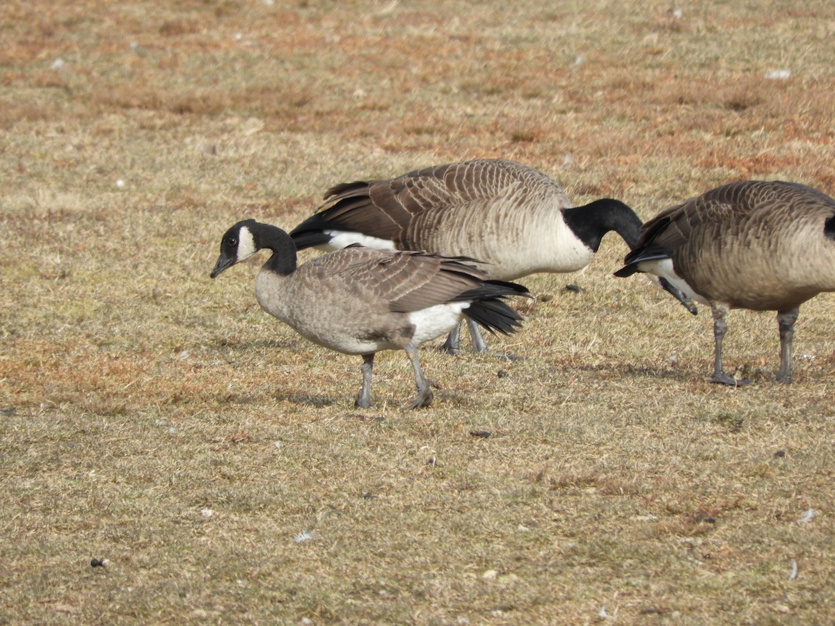 カナダガン - ML646860127