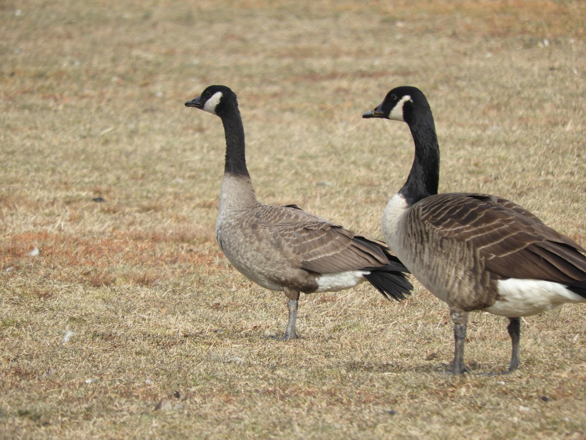 カナダガン - ML646860128