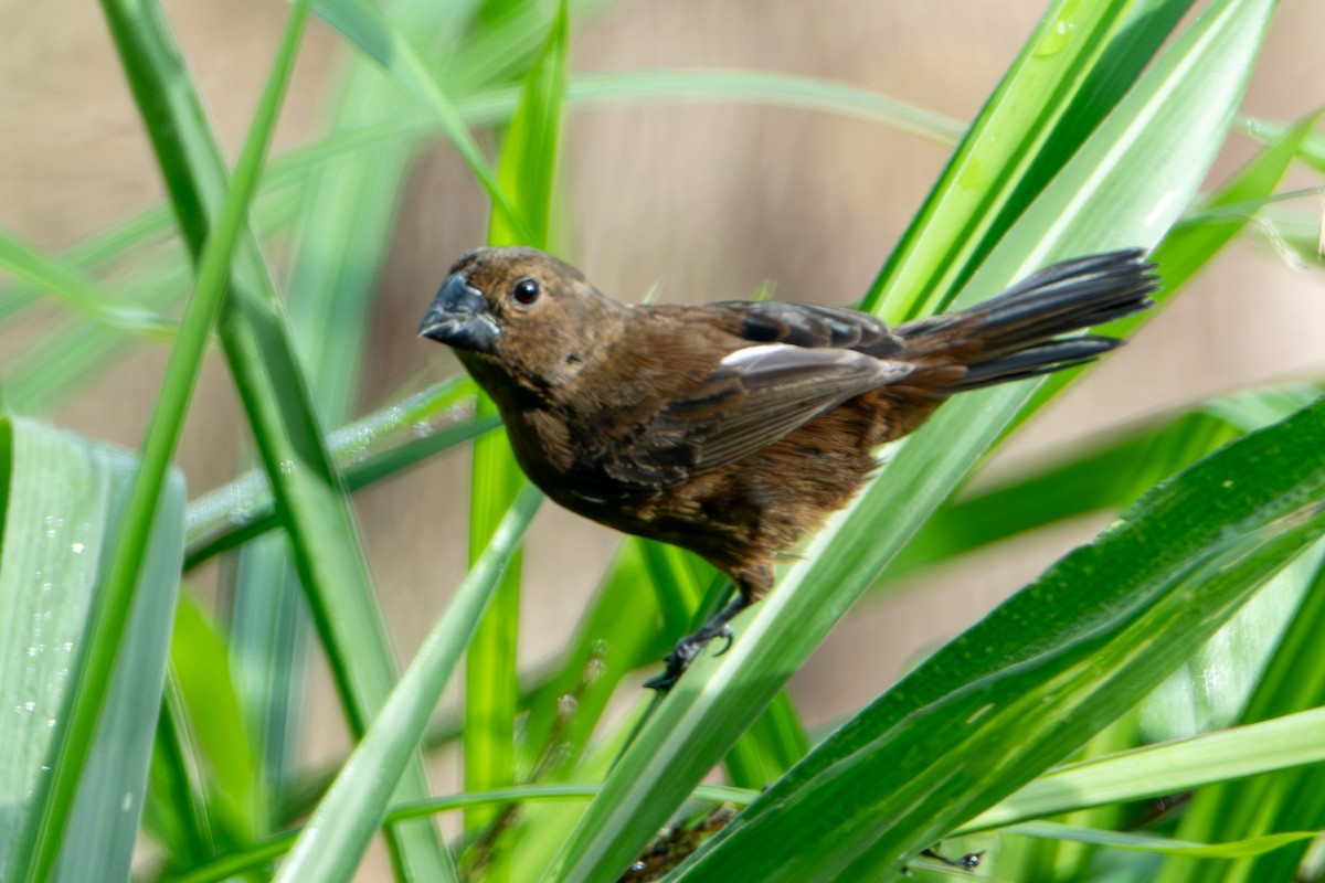 Küçük Koca Tohumcul - ML646860131