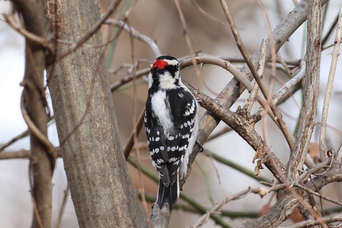 Downy Woodpecker - ML646860133