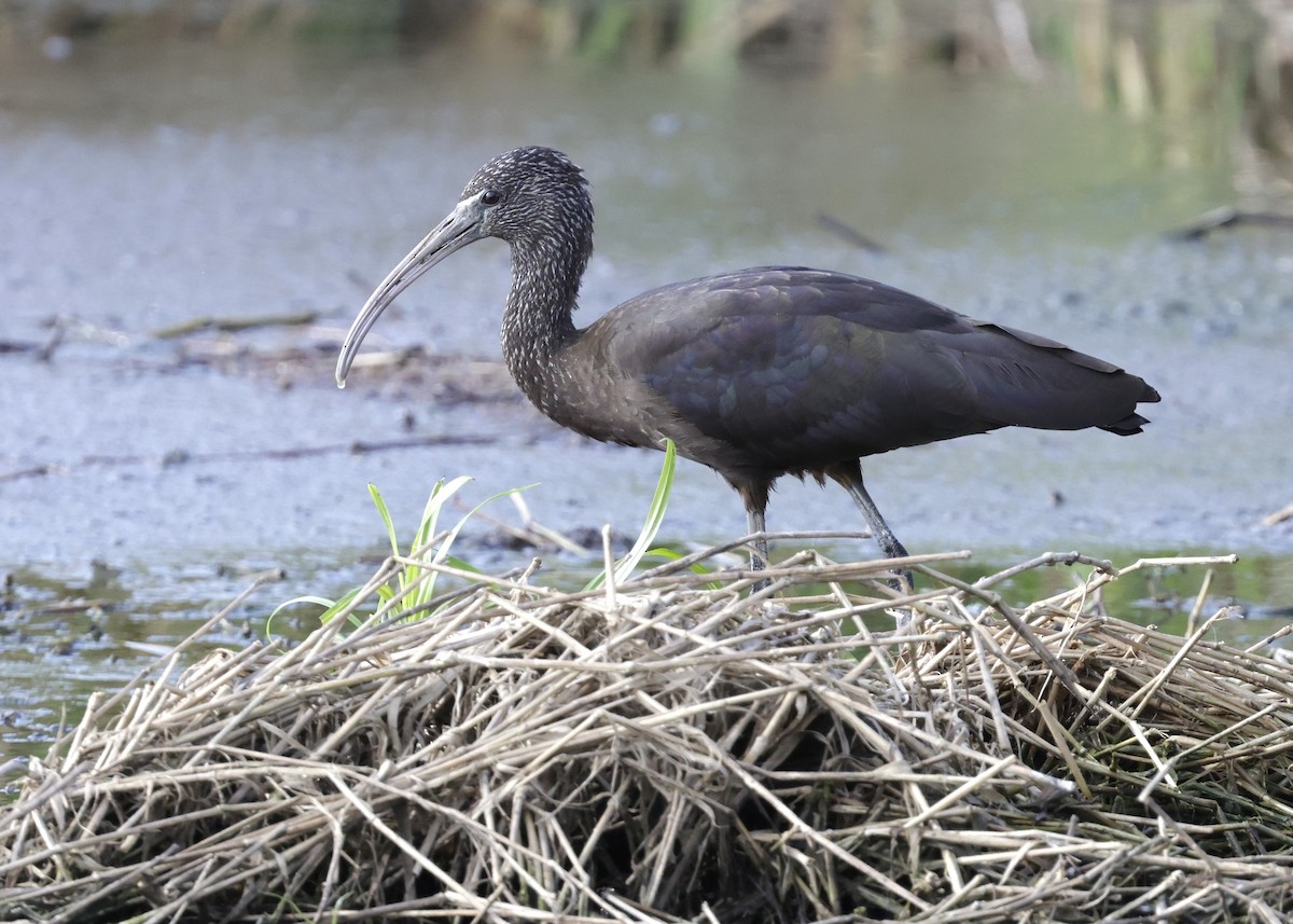 Glossy Ibis - ML646860134