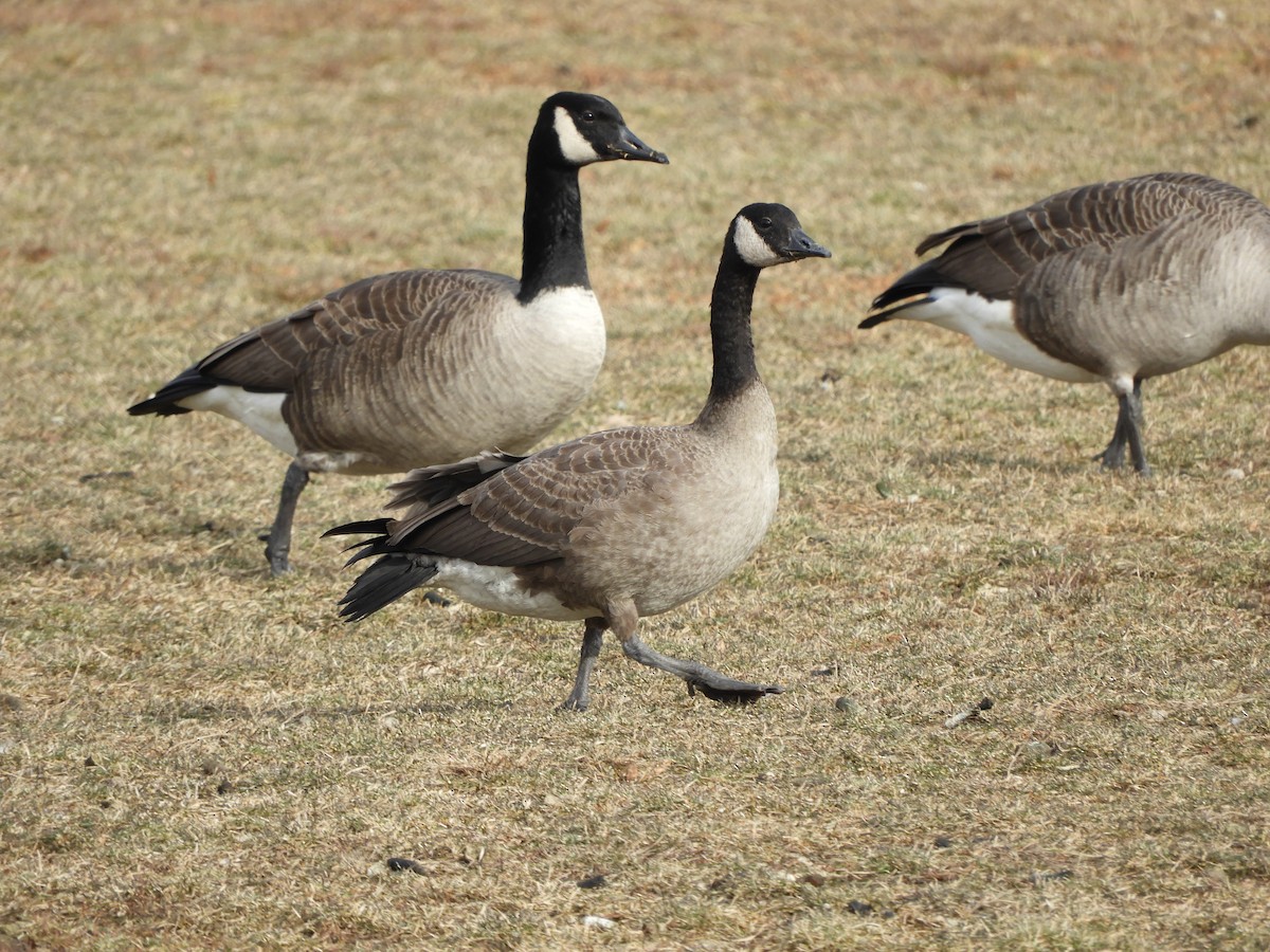 カナダガン - ML646860135