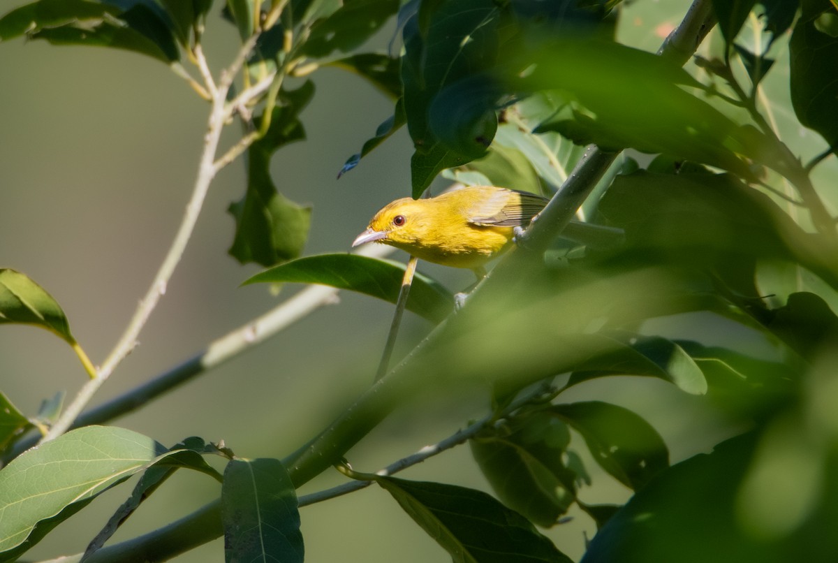 Золотистый виреон - ML646860137