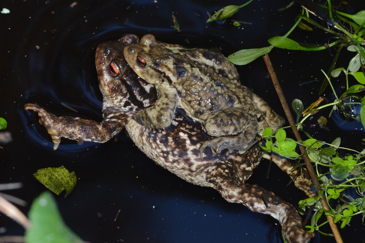 Rospo spinoso - ML646860138