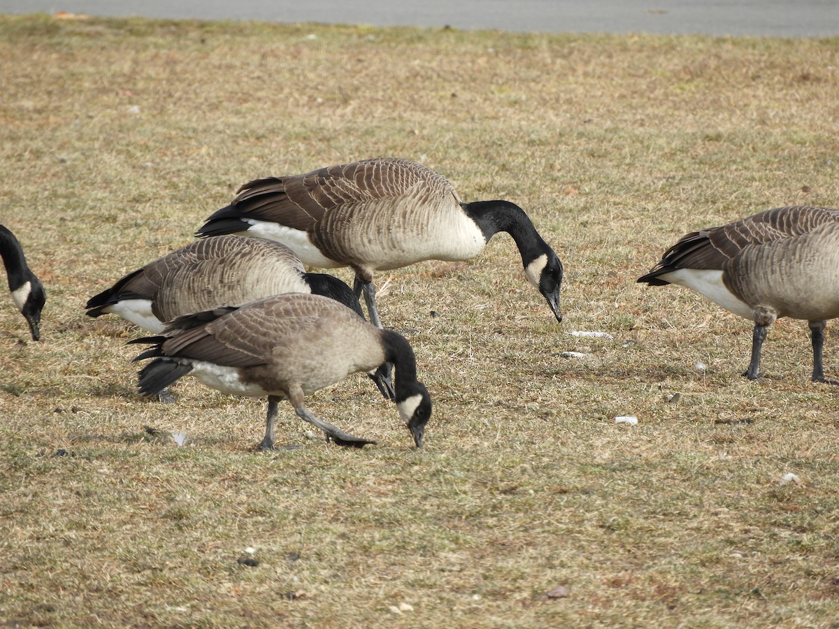 カナダガン - ML646860139