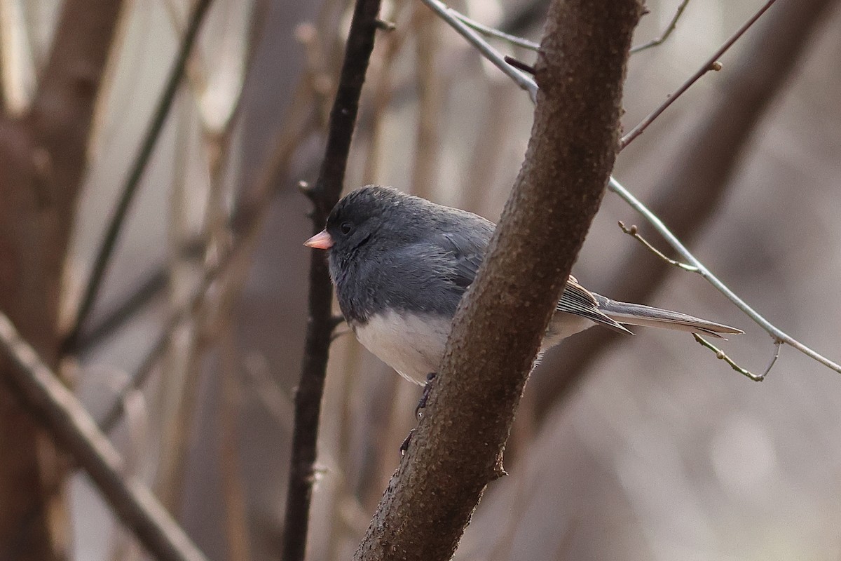 Dark-eyed Junco - ML646860140