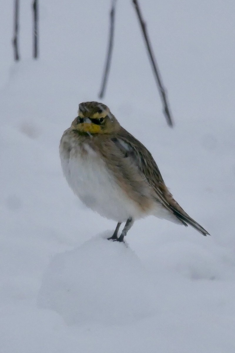 Horned Lark - ML646860141