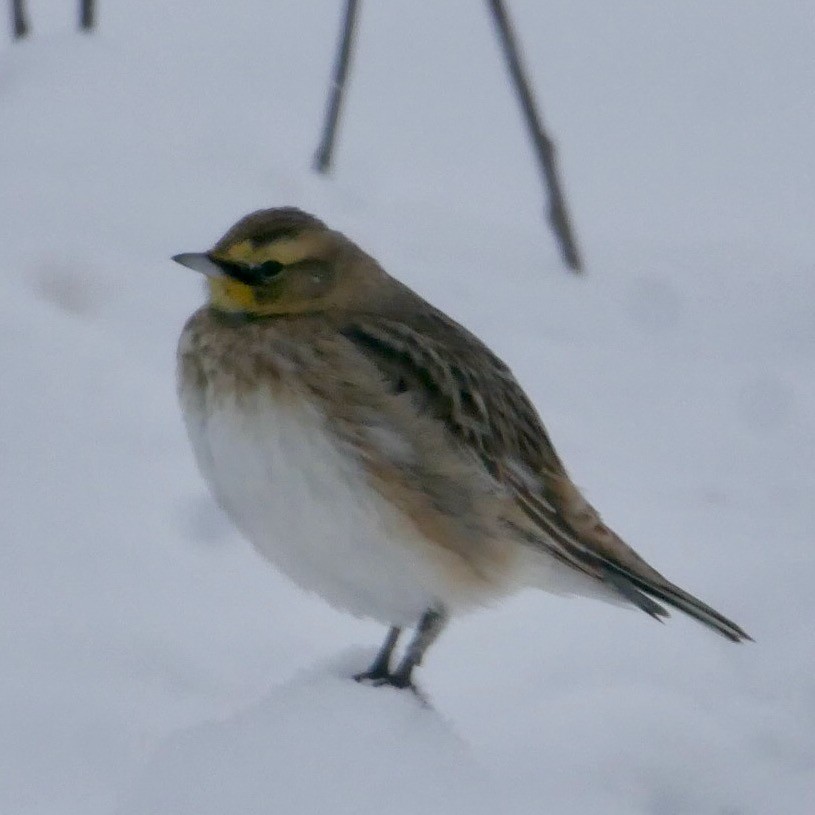 Horned Lark - ML646860142