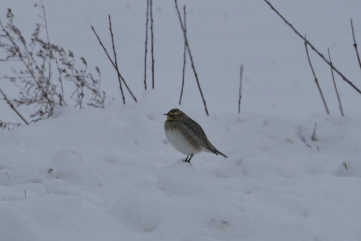 Horned Lark - ML646860143