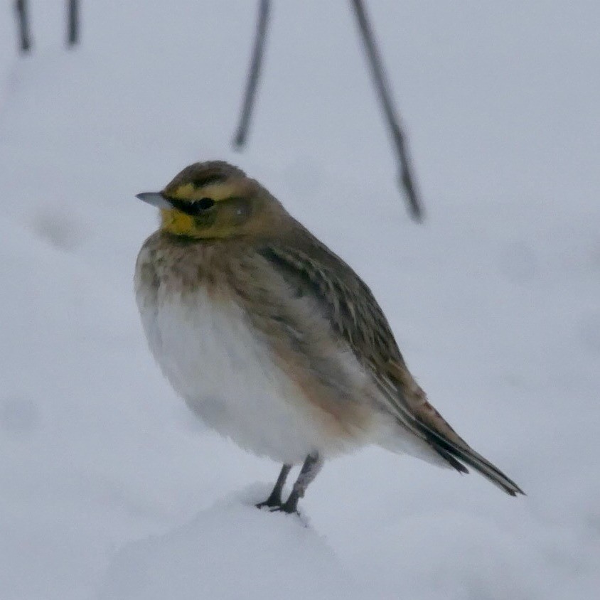Horned Lark - ML646860144