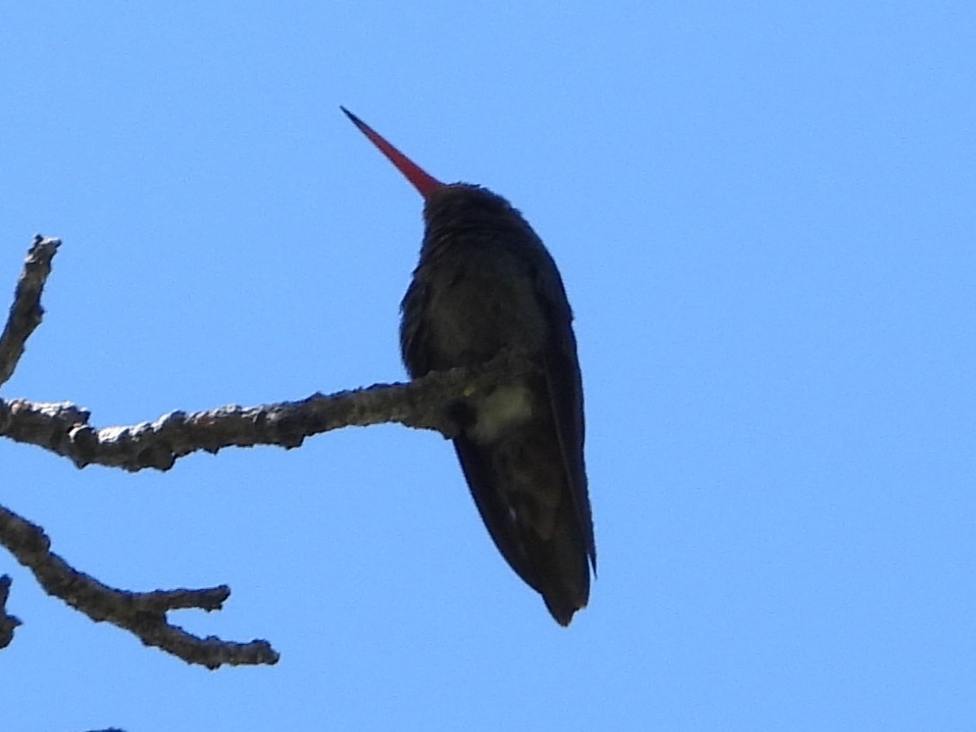 Gilded Hummingbird - ML646860145