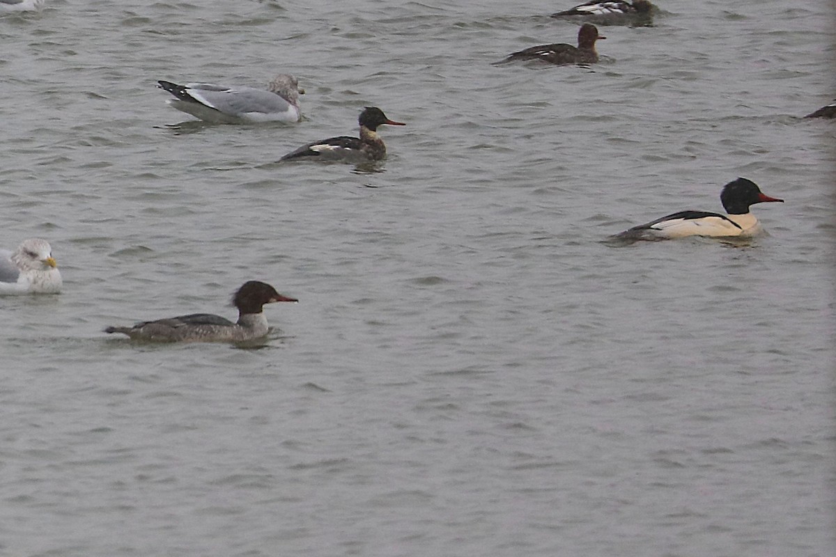 Common Merganser - ML646860146