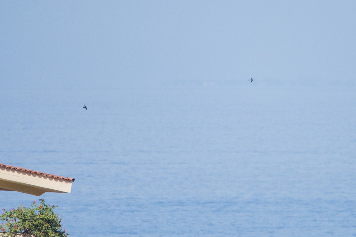 Gri Göğüslü Kırlangıç - ML646860148