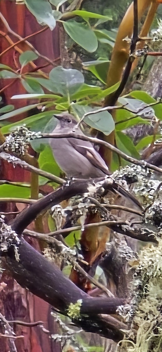 Townsend's Solitaire - ML646860149