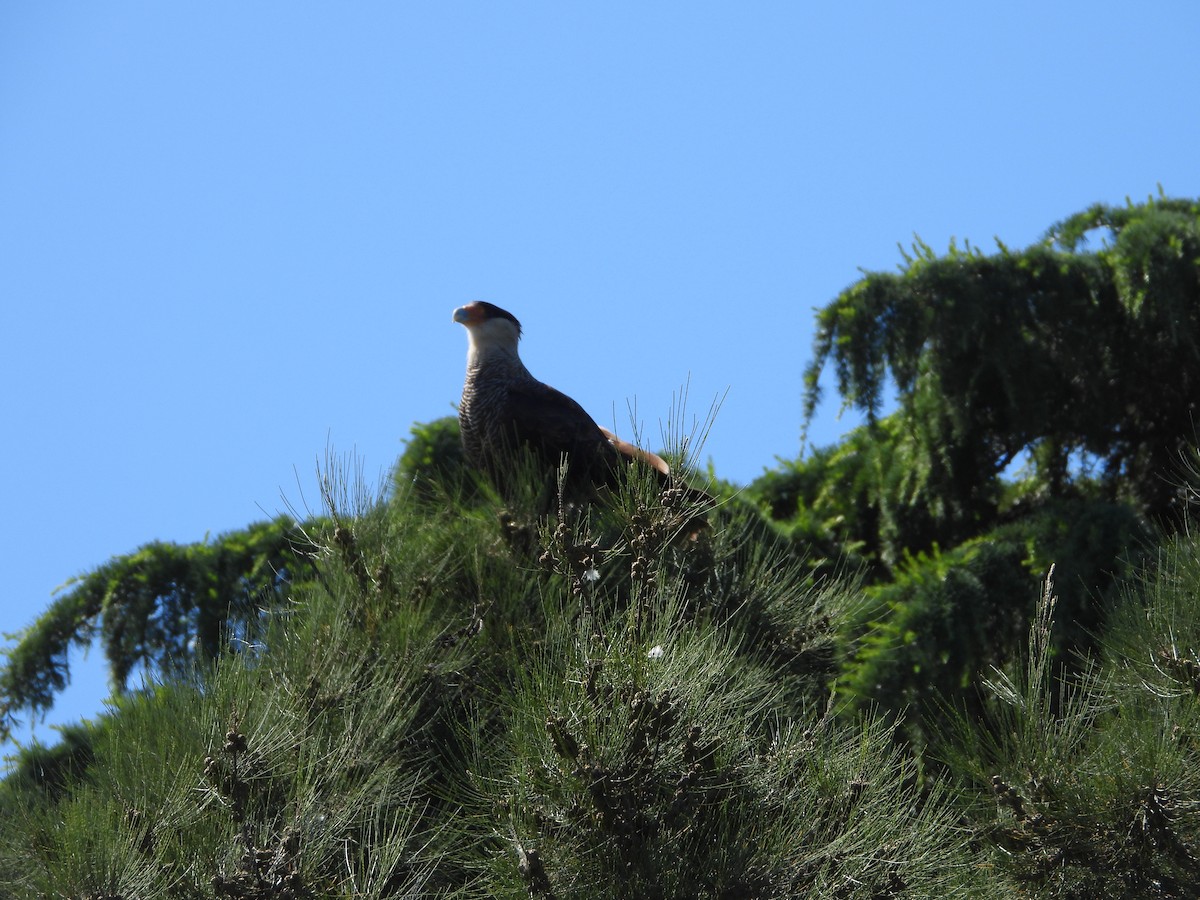 Crested Caracara - ML646860154