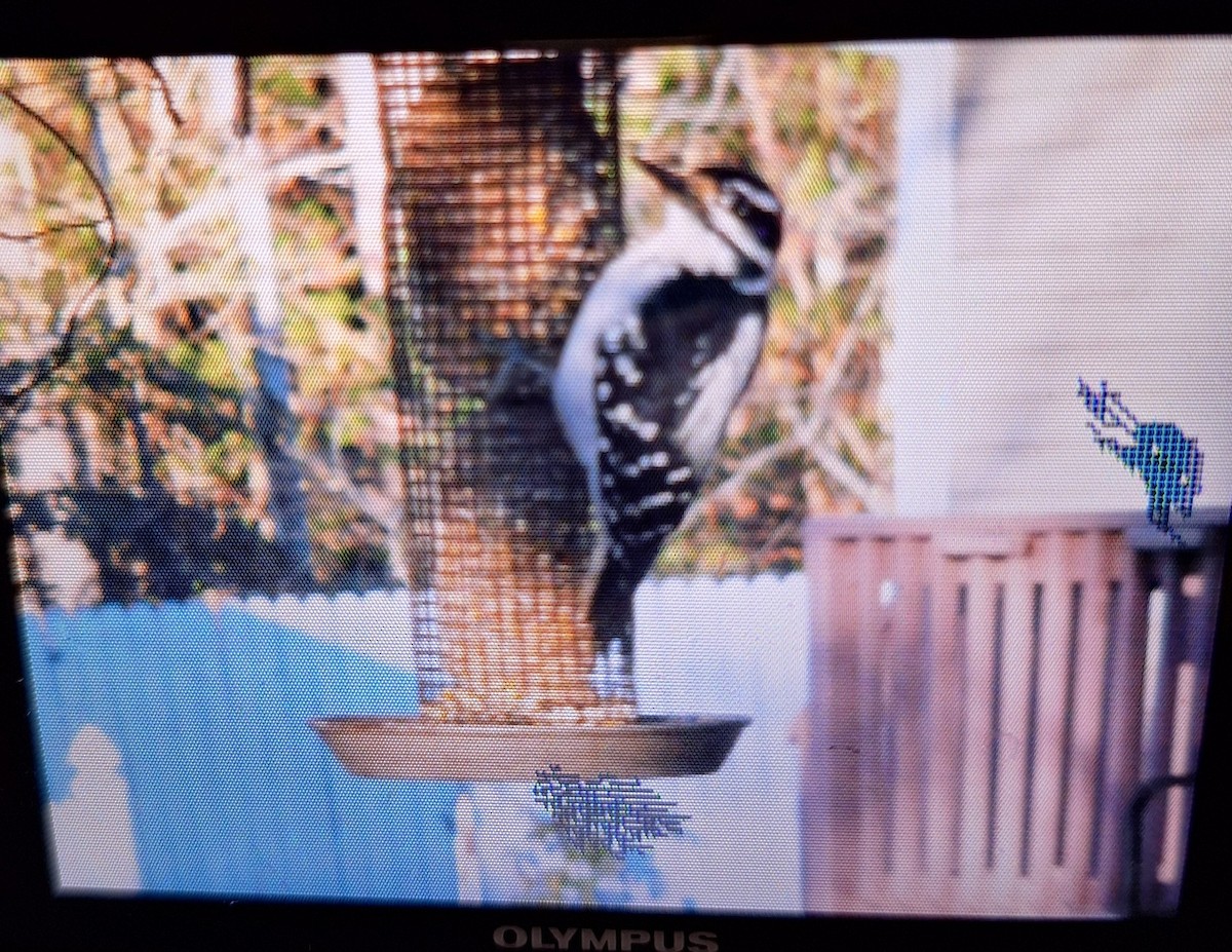 Hairy Woodpecker - ML646860155