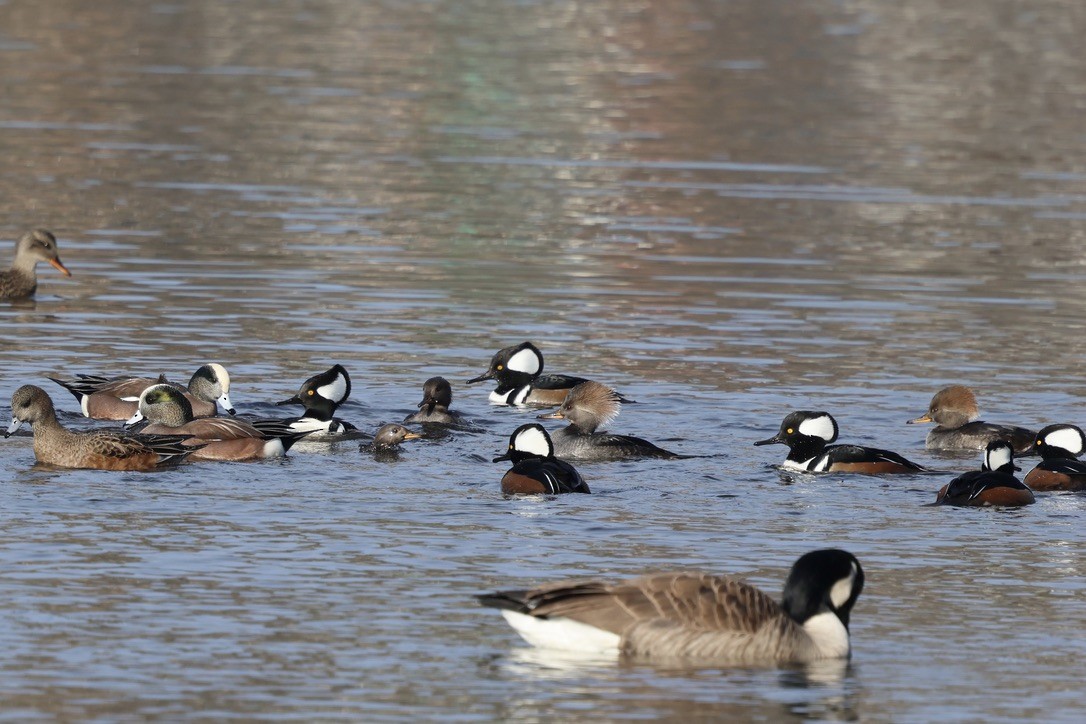 Hooded Merganser - ML646860158